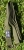 pasek do jogi fern.webp